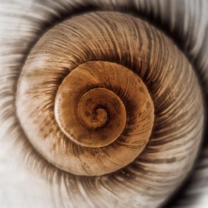 espiral en una caracola