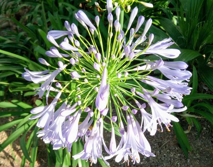 Flor violeta mandala naturaleza